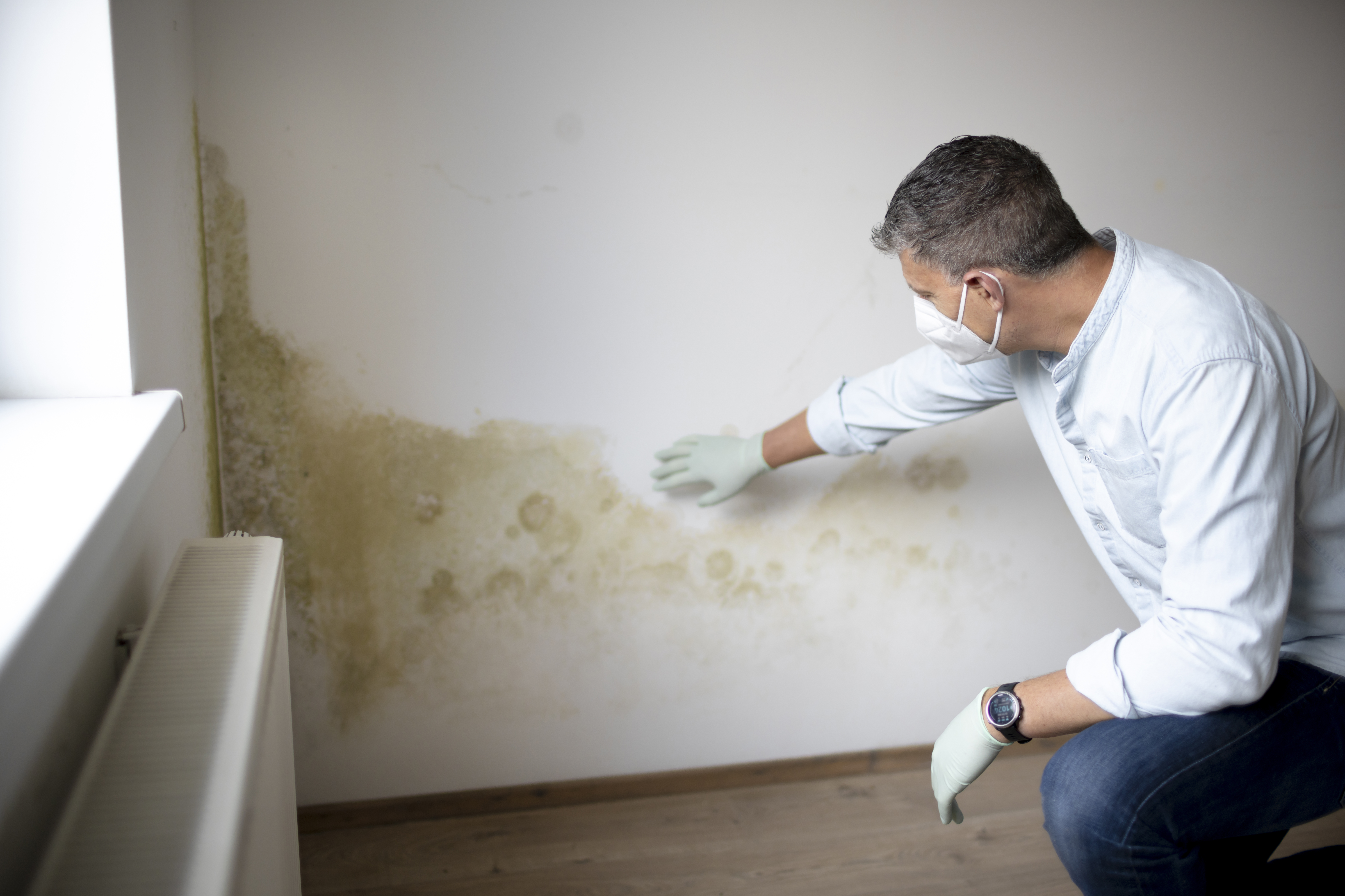 Mold in Bergen County Basements: What Homeowners Need to Know